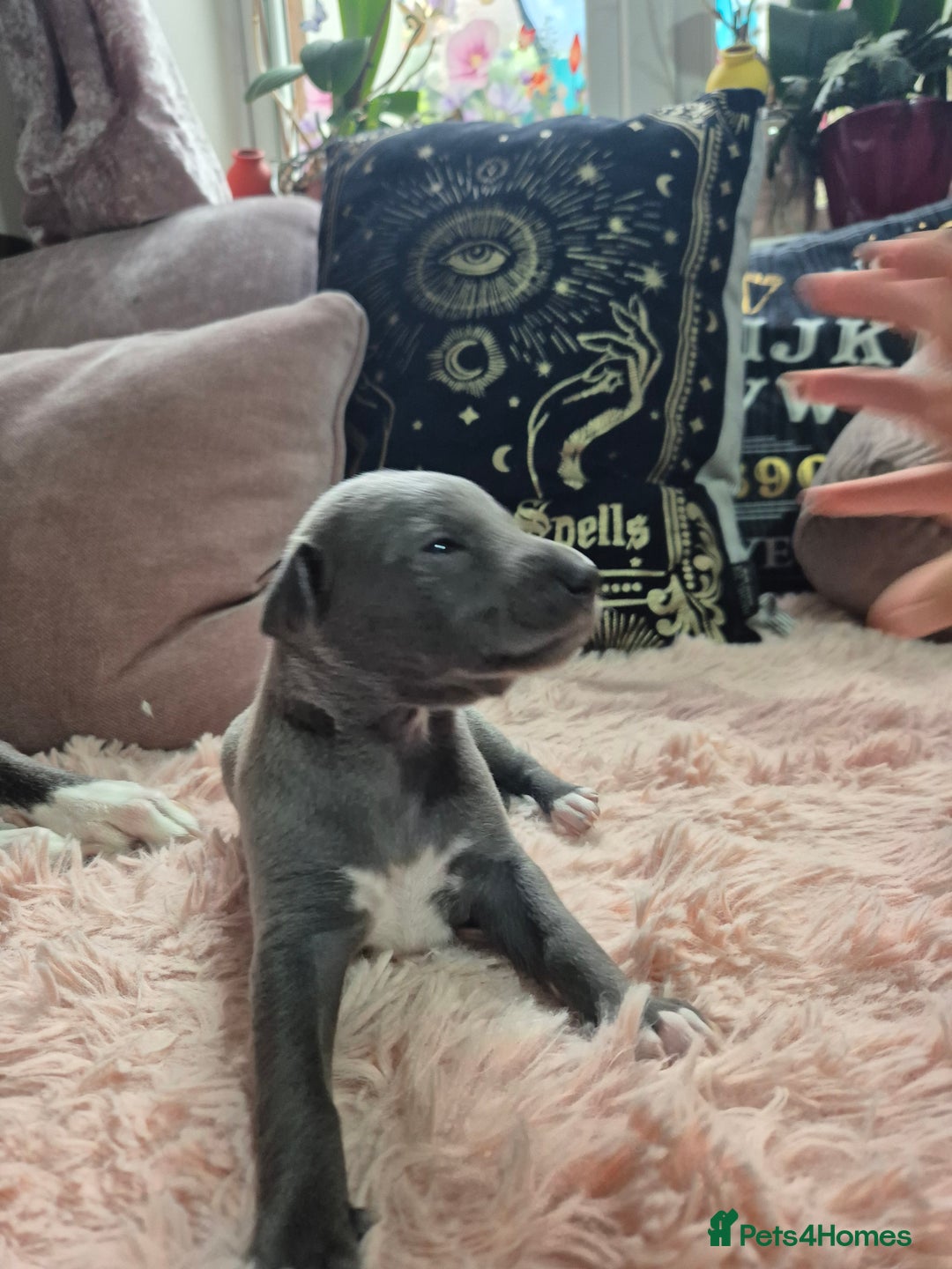 Whippet dogs for sale: Stunning KC Registered Blue Whippet Puppies - Image 9
