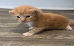 British Shorthair cats for sale: X2 female British shorthaired cross kittens - Image 11