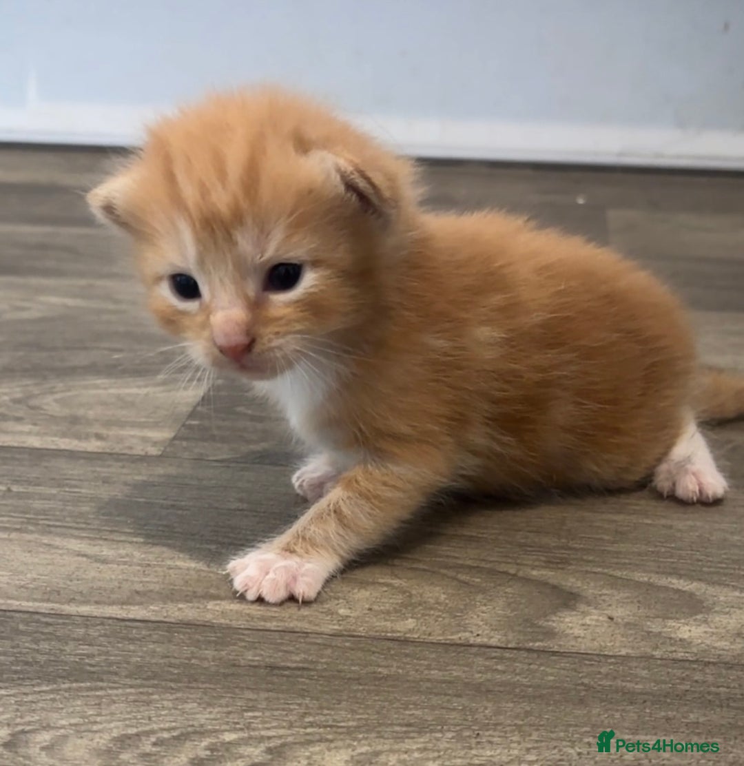British Shorthair cats for sale: X2 female British shorthaired cross kittens - Image 11