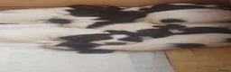 English Springer Spaniel dogs for sale: Beautiful springer spaniel puppies - Advert 13