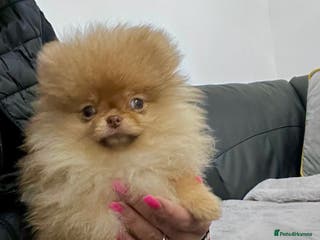 Pomeranian dogs Top Quality 🐻 Teddy Face🧸Perfect Size - Advert 15