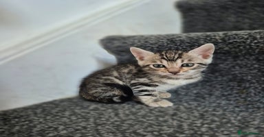 Bengal cats - Advert 5