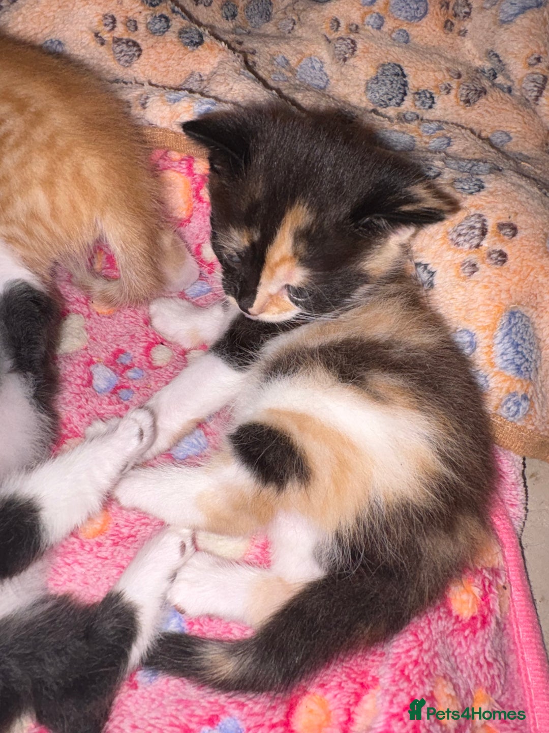 British Shorthair cats for sale: One gorgeous baby girl left  - Image 4