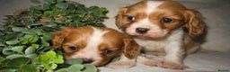 Cavalier King Charles Spaniel dogs for sale: STUNNING DNA TESTED CAVALIERS - Advert 3