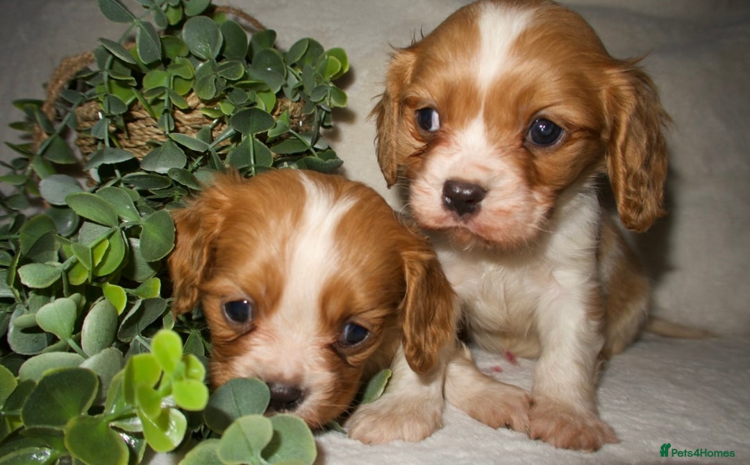 Cavalier King Charles Spaniel dogs for sale: STUNNING DNA TESTED CAVALIERS - Advert 3