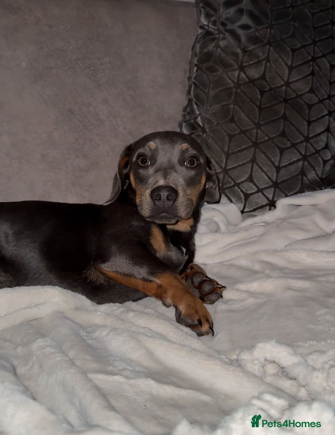 Mixed Breed dogs for sale: 🐾 Beautiful Blue Male Dog – 7 Months Old 🐾 - Image 1