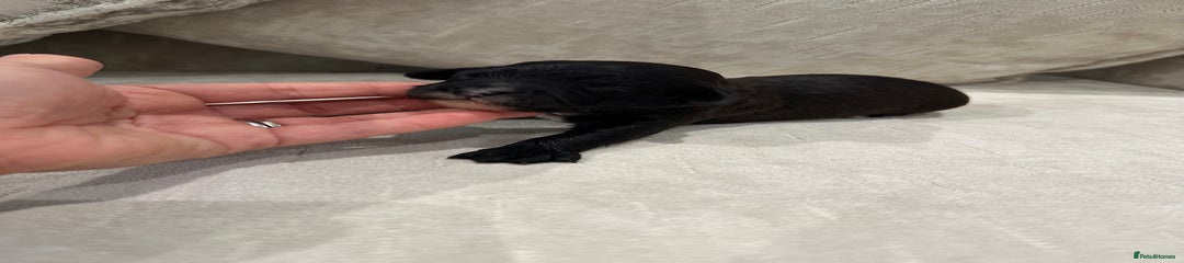 Orange collar Black/brown 