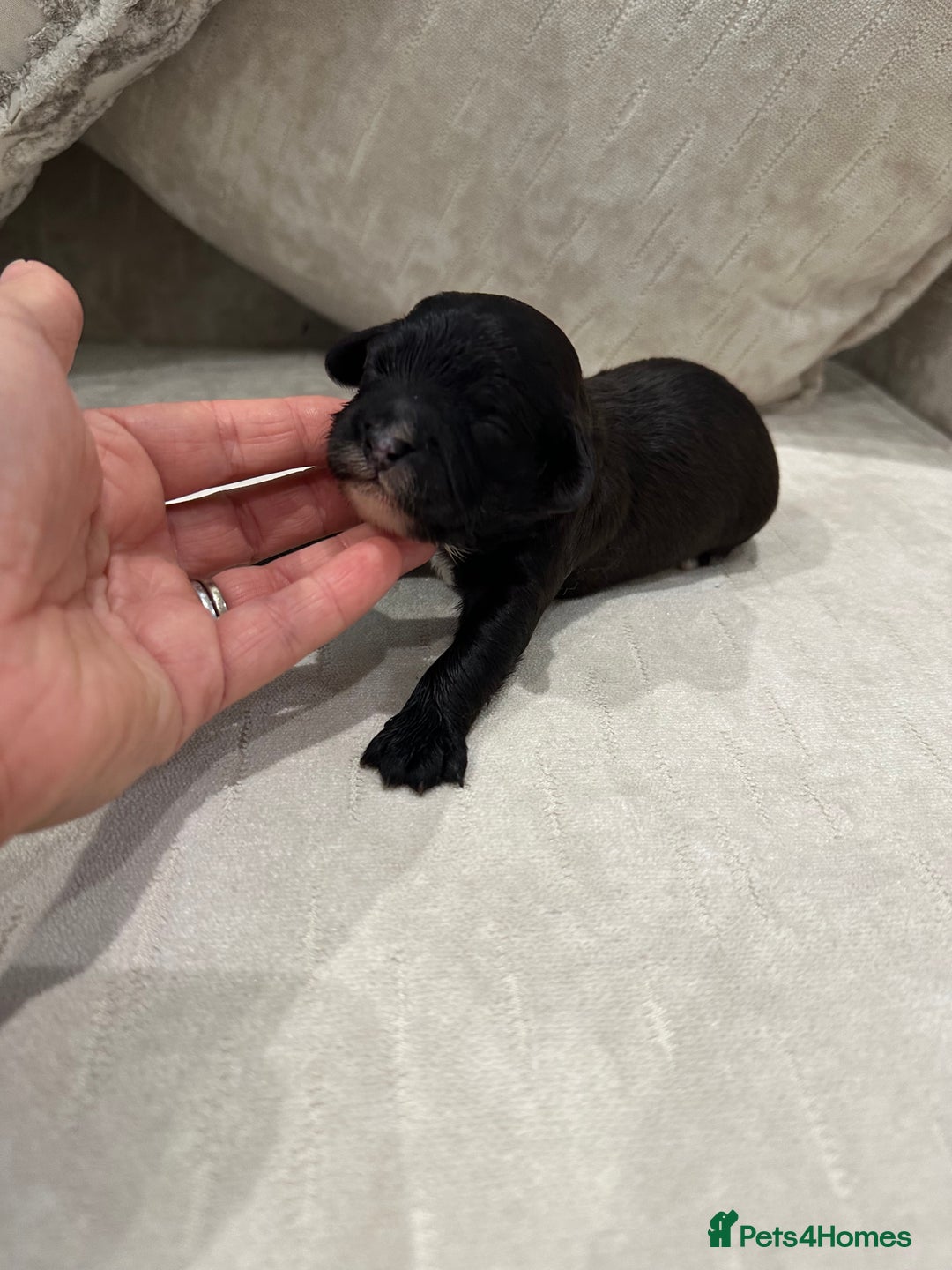 Cavapoo dogs for sale: F1 cavapoo puppies heath tested  - Image 36