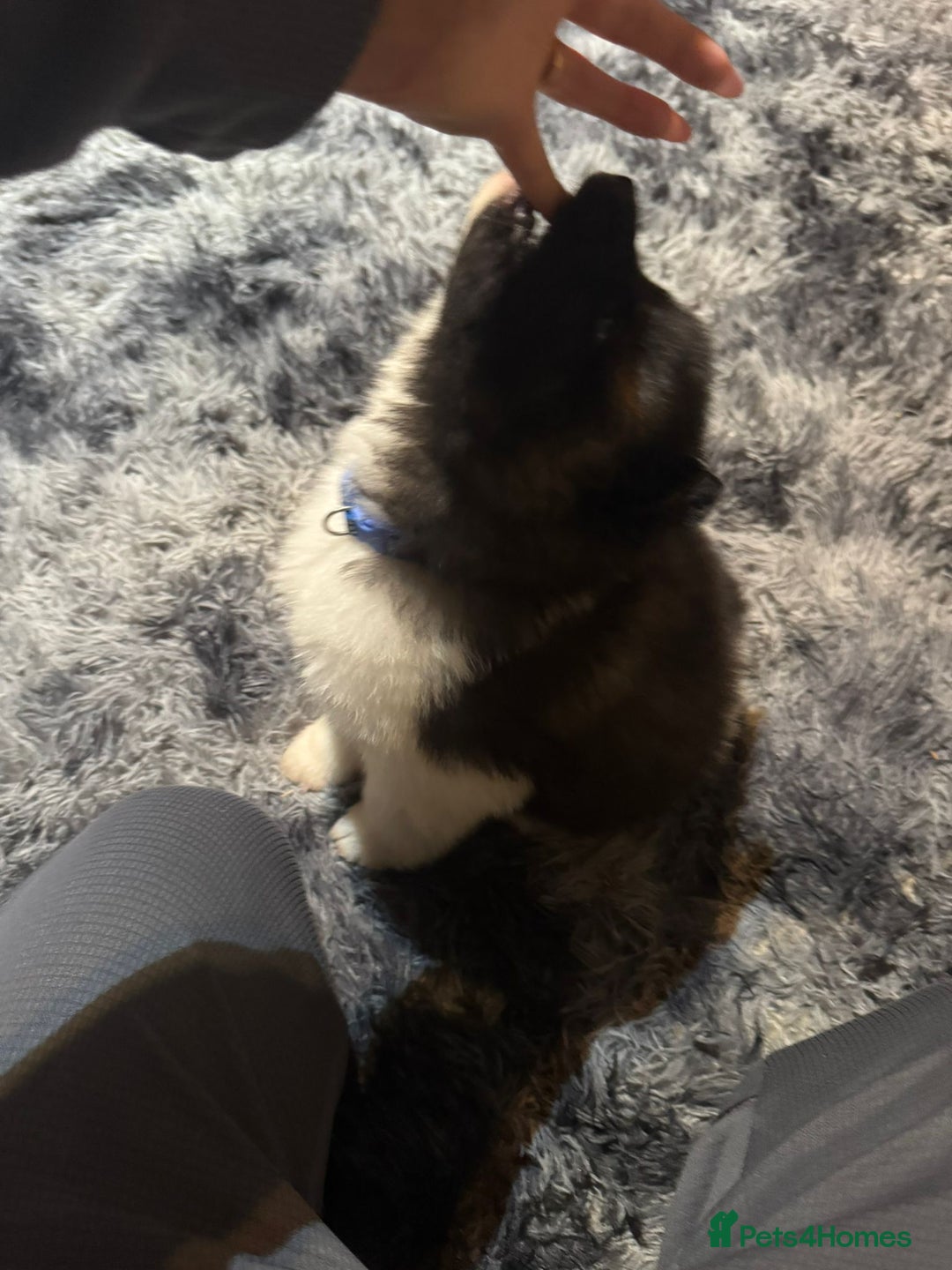 Akita dogs for sale: Bear faced American akitas puppies  - Advert 18