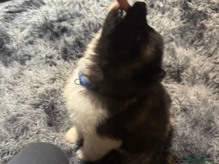 Akita dogs Bear faced American akitas puppies - Advert 1