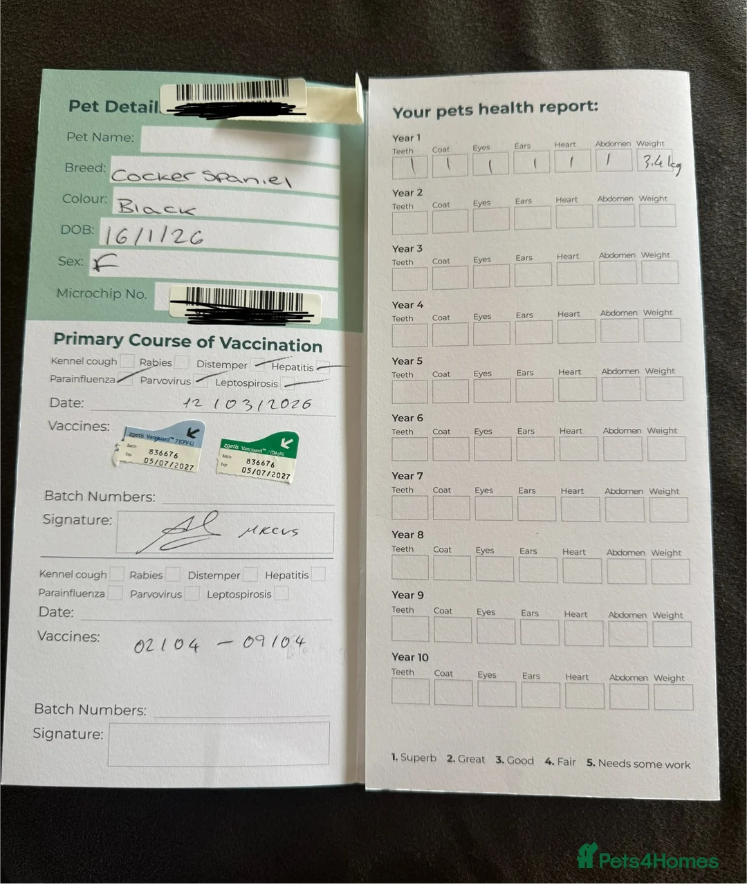 Cocker Spaniel dogs for sale: 8 Week Show Type Cocker Spaniel Bitch in Tonbridge - Advert 18