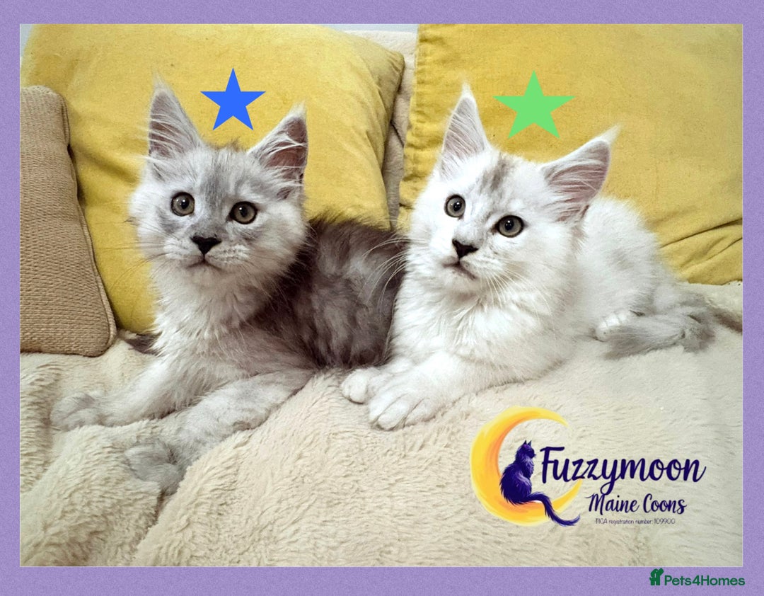 Maine Coon cats for sale: Gorgeous Shaded Pedigree Maine Coon Kittens - Advert 4