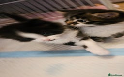 Mixed Breed cats for sale: 2 fluffy girls - Image 10