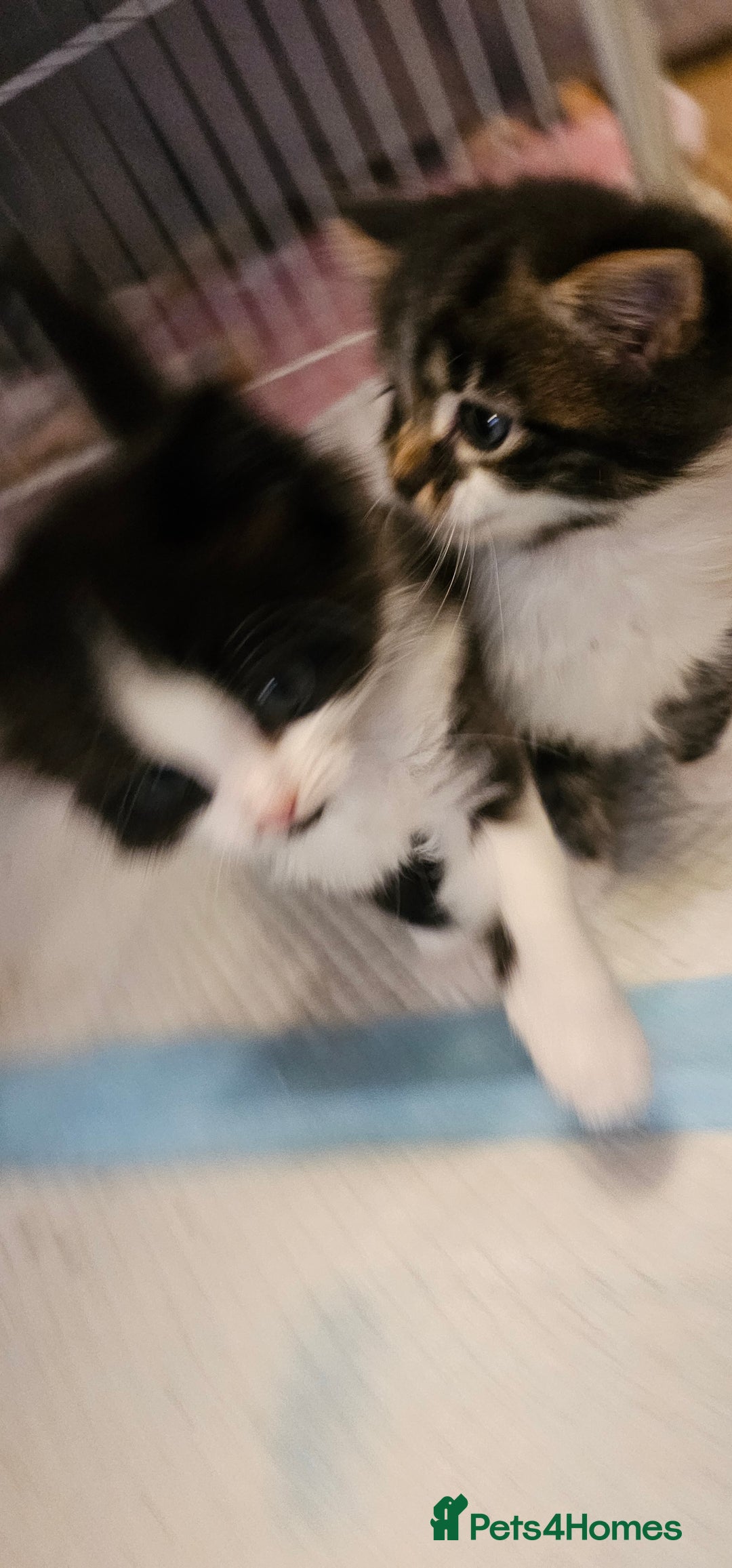 Mixed Breed cats for sale: 2 fluffy girls - Image 10