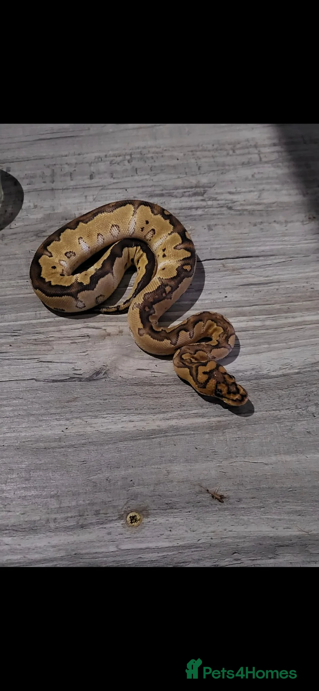 Python Snake reptiles for sale: Special clown ball python  - Advert 2