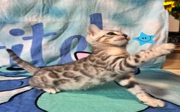 Bengal cats for sale: TICA Silver Bengal kittens - Image 4