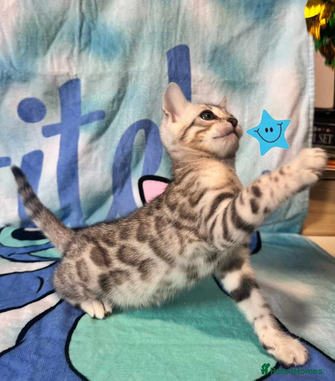 Bengal cats for sale: TICA Silver Bengal kittens - Image 4