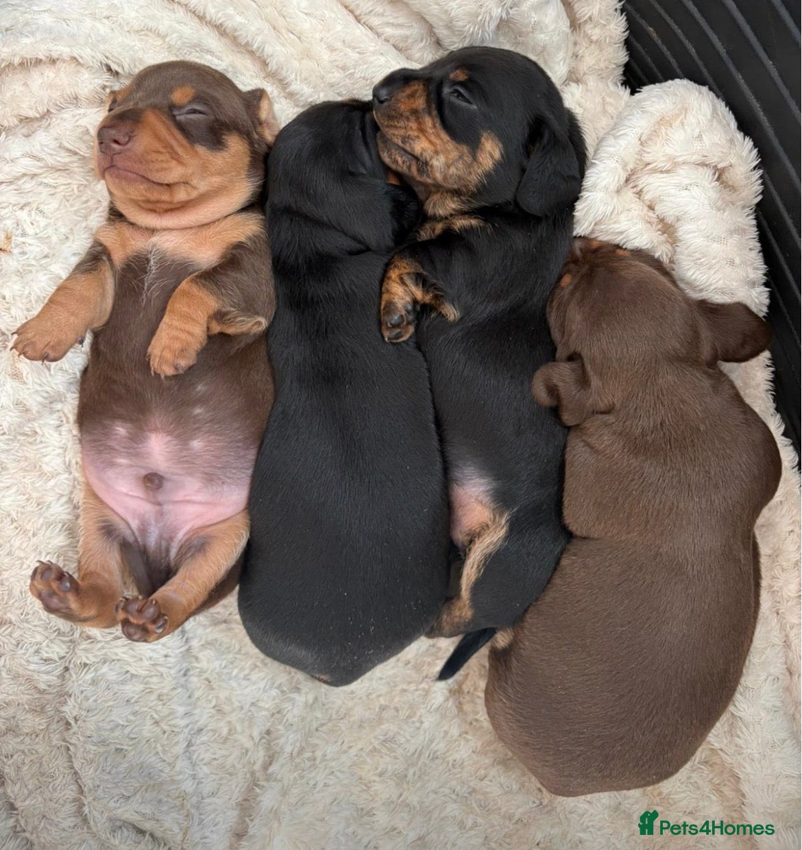 Miniature Dachshund dogs KC registered pedigree Miniature Dachshund puppies - Advert 1
