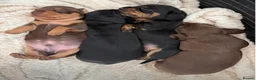 Miniature Dachshund dogs for sale: KC registered pedigree Miniature Dachshund puppies - Advert 1