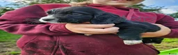 Cocker Spaniel dogs for sale: Extremely well bred cocker spaniel puppies - Advert 14