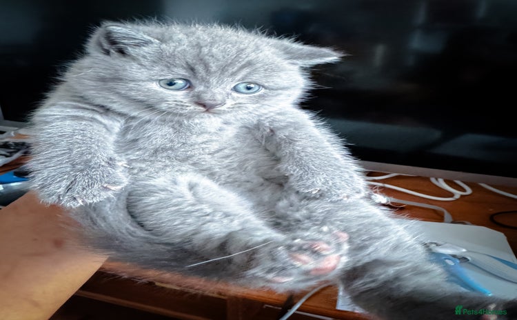 British Shorthair cats - Advert 4