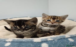 Bengal cats for sale: Pure Bengal kittens - Image 23