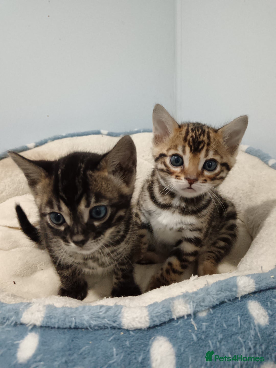 Bengal cats for sale: Pure Bengal kittens - Image 23