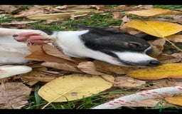 Mixed Breed dogs for adoption: Kaia, 1.5 yrs approx. Available for adoption. - Advert 14