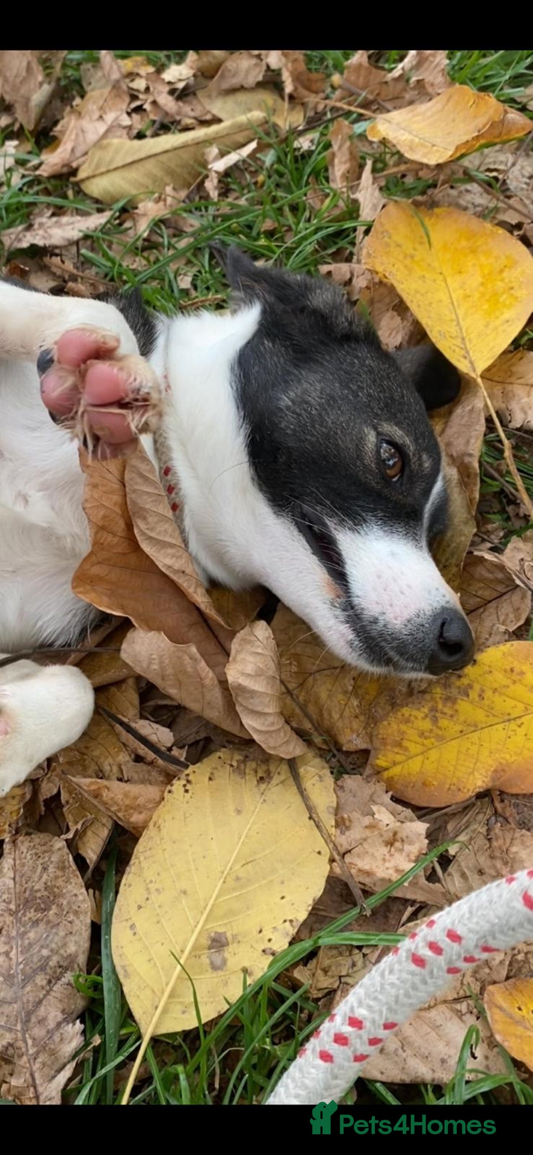 Mixed Breed dogs for adoption: Kaia, 1.5 yrs approx. Available for adoption. - Advert 14