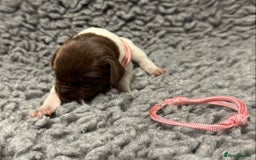 German Shorthaired Pointer dogs for sale: German Short Haired Pups - Serbian Blood Lines - Image 8