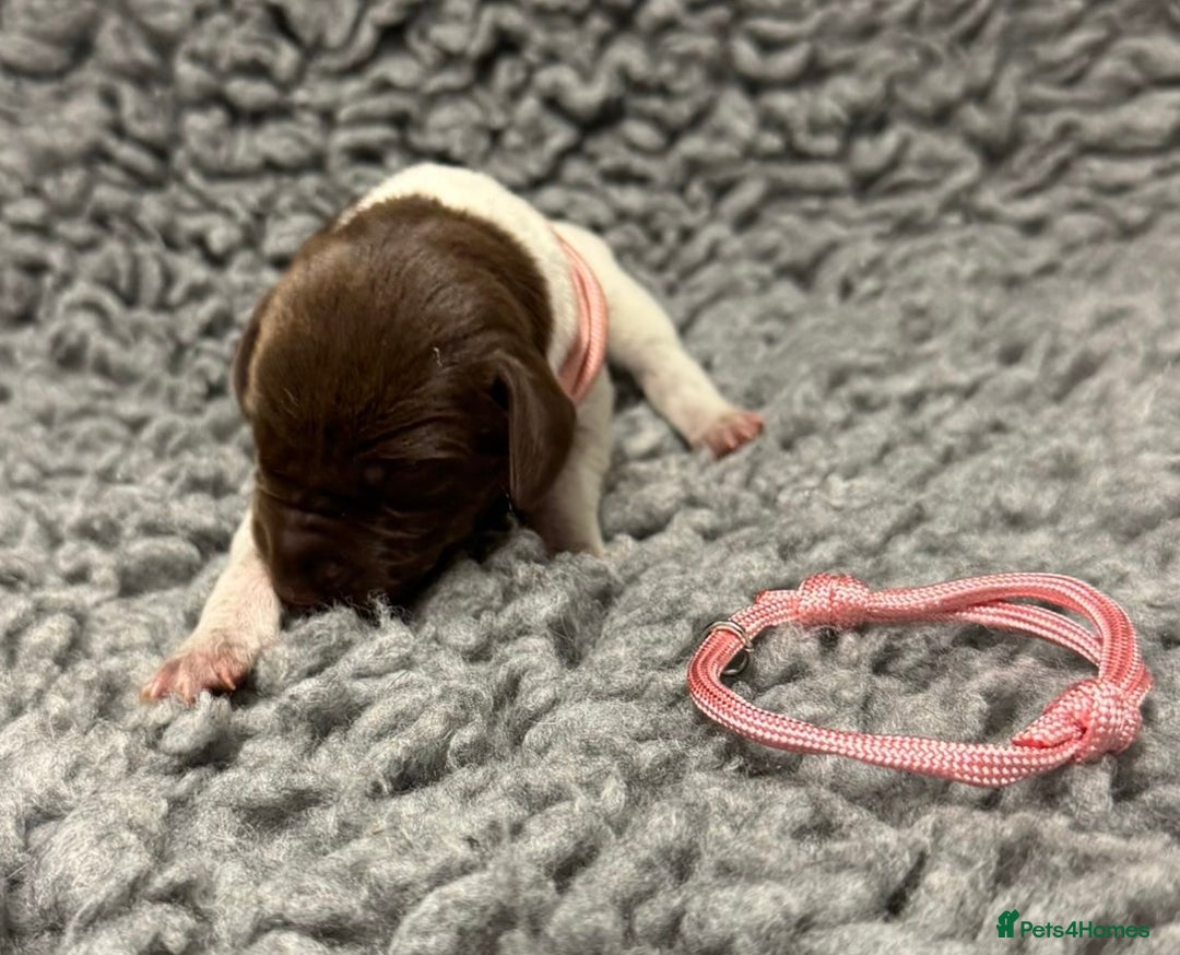 German Shorthaired Pointer dogs for sale: German Short Haired Pups - Serbian Blood Lines - Image 8