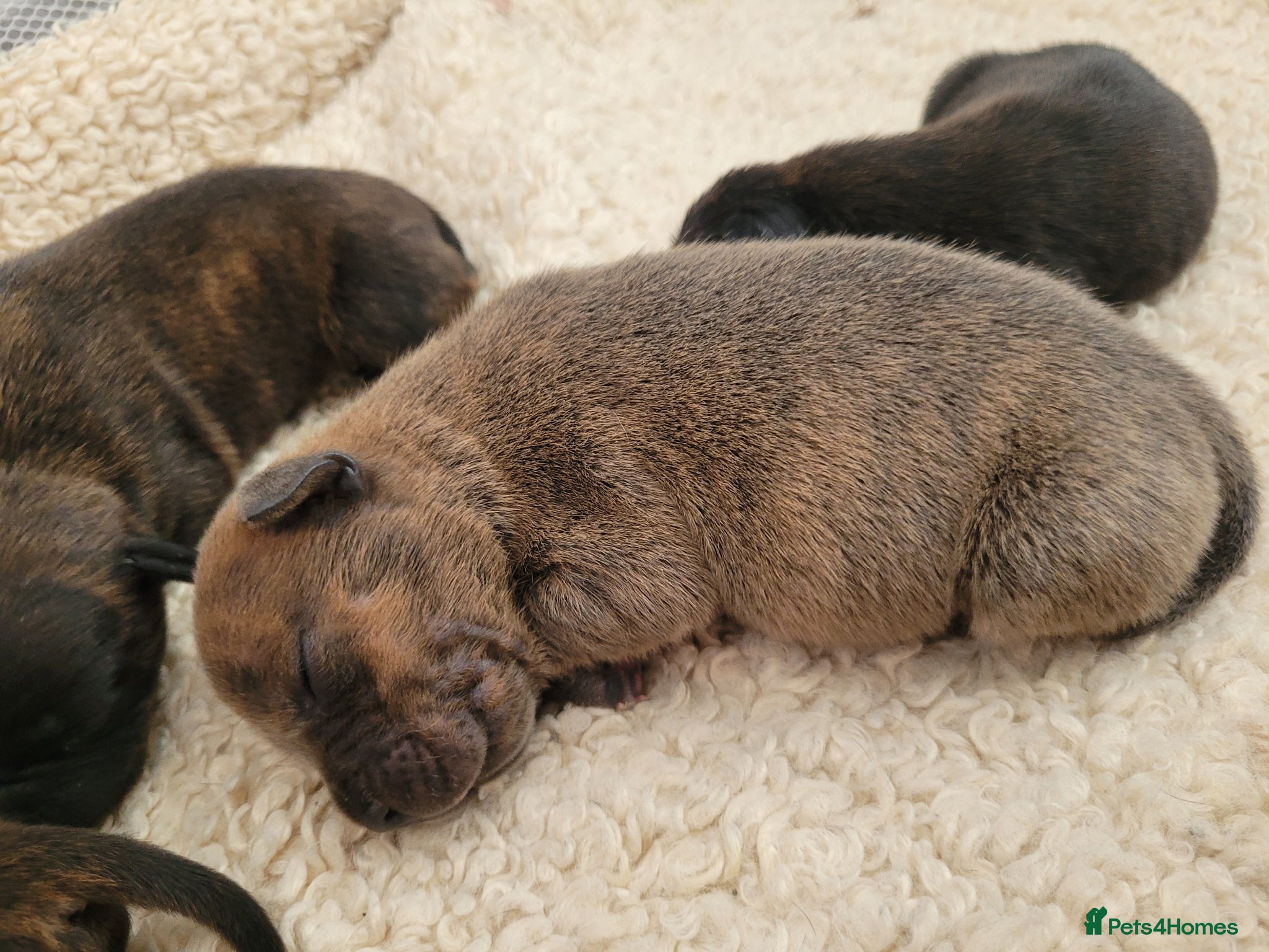 Mixed Breed dogs Staffie cross mastiff - Advert 2