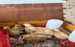 Chickens poultry for sale: Buff Orpington chicks  - Image 1