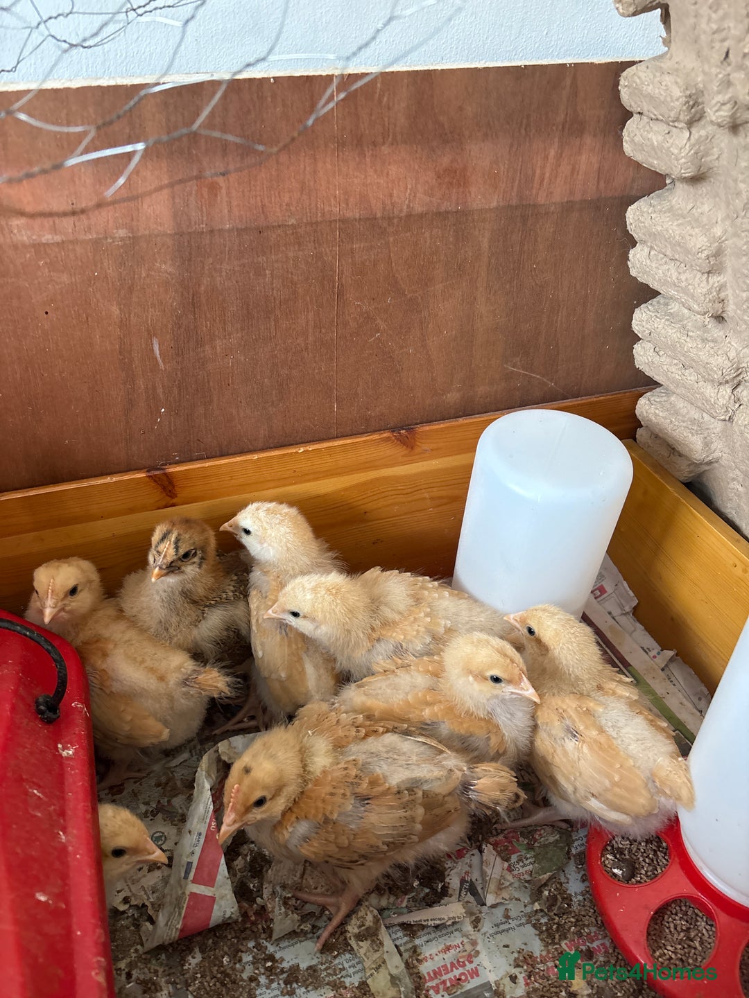 Chickens poultry for sale: Buff Orpington chicks  - Image 1