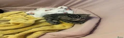 Mixed Breed cats for sale: Mixed Breed Kittens for sale - Advert 12