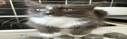 Ragdoll cats for sale: Ragdoll  - Advert 1