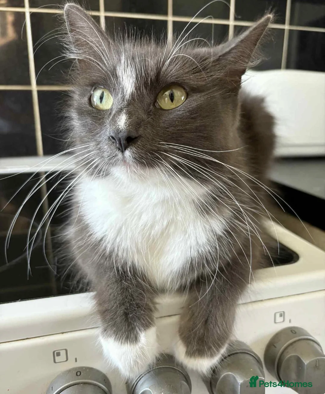 Ragdoll cats for sale: Ragdoll  - Advert 1