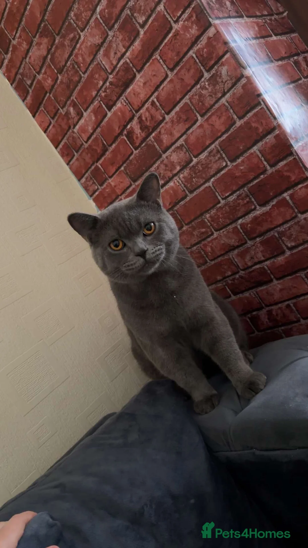 British Shorthair cats for sale: Rocky in Heywood - Advert 1