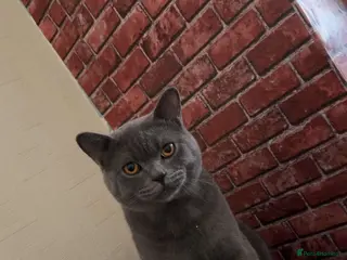 British Shorthair cats Rocky - Advert 5