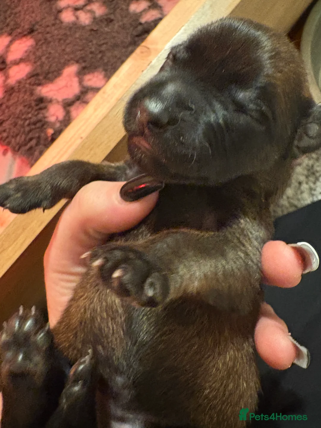 Belgian Shepherd Dog dogs for sale: Belgian Malinois Puppies - Advert 28