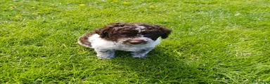 Lagotto Romagnolo Puppy 2