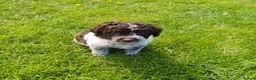 Lagotto Romagnolo dogs for sale: Lagotto Romagnolo Italian Water/Truffle Dogs   - Advert 8