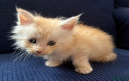 Maine Coon cats for sale: Beautiful mix mainecoon kittens  - Image 9