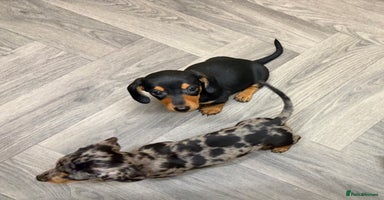 Miniature Dachshund dogs - Advert 3