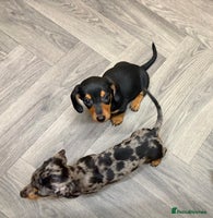 Miniature Dachshund dogs - Advert 3