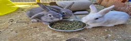 Mixed Breed rabbits for sale: 3 bucks lefts 2 grey one white.  - Advert 3