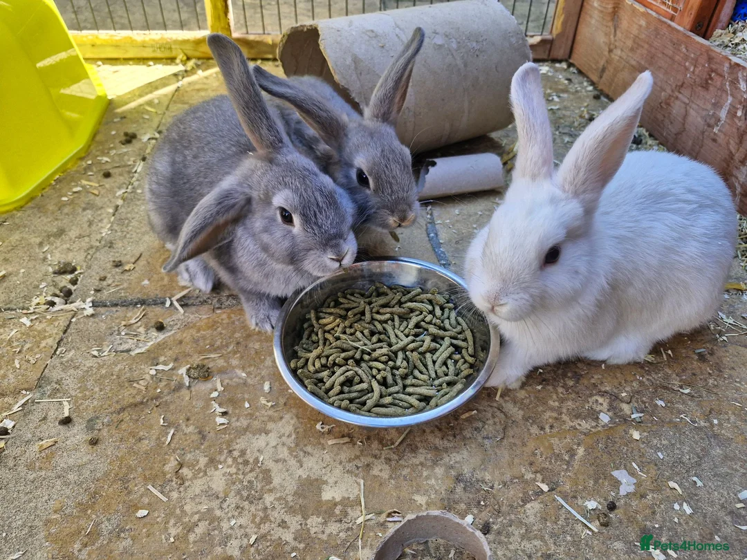 Mixed Breed rabbits for sale: 3 bucks lefts 2 grey one white.  - Advert 3