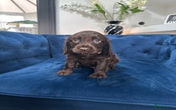 Cocker Spaniel dogs for sale: Beautiful litter of cocker spaniel pups 4 left  - Image 23