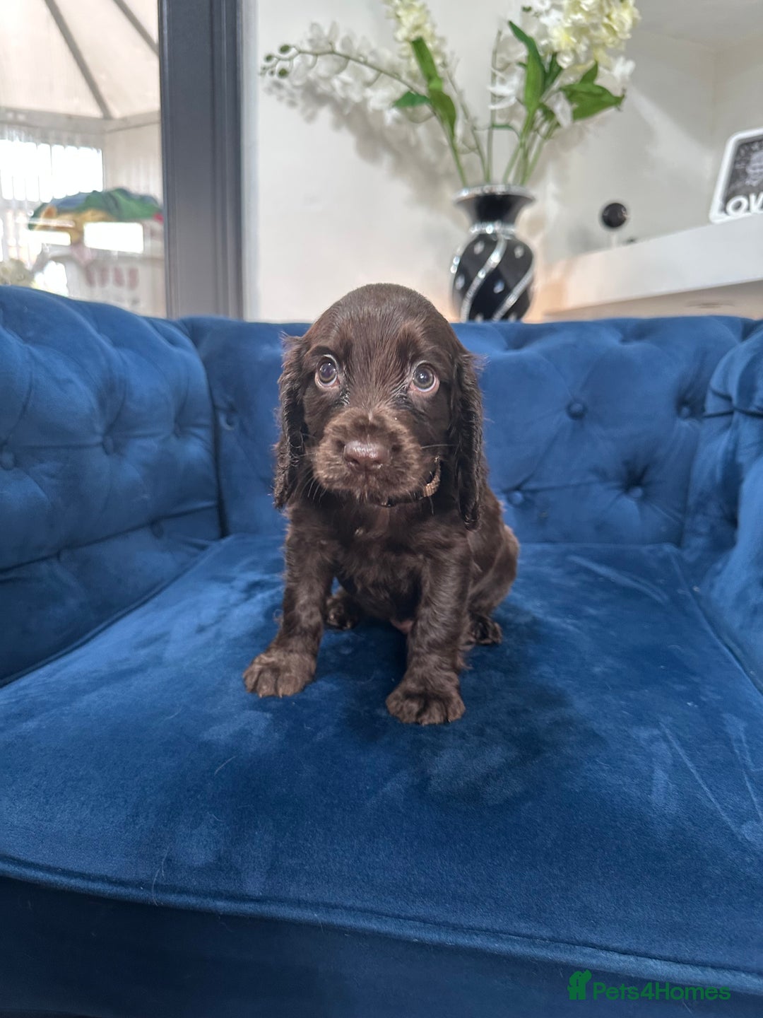 Cocker Spaniel dogs for sale: Beautiful litter of cocker spaniel pups 4 left  - Image 23