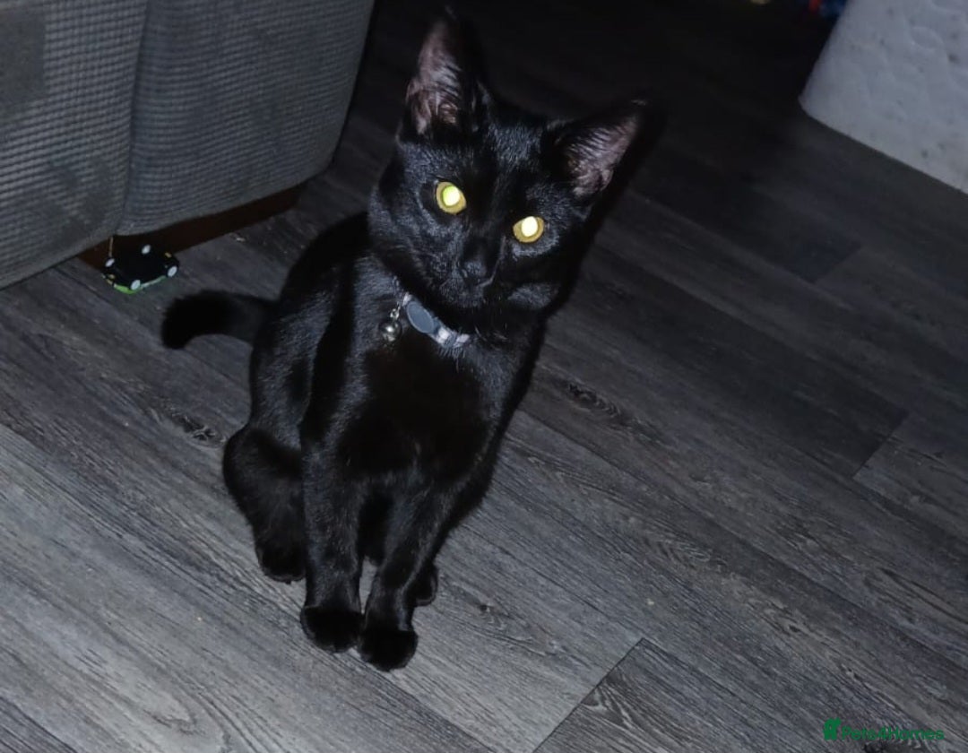British Shorthair cats for sale: Male Cat 6month - Image 1